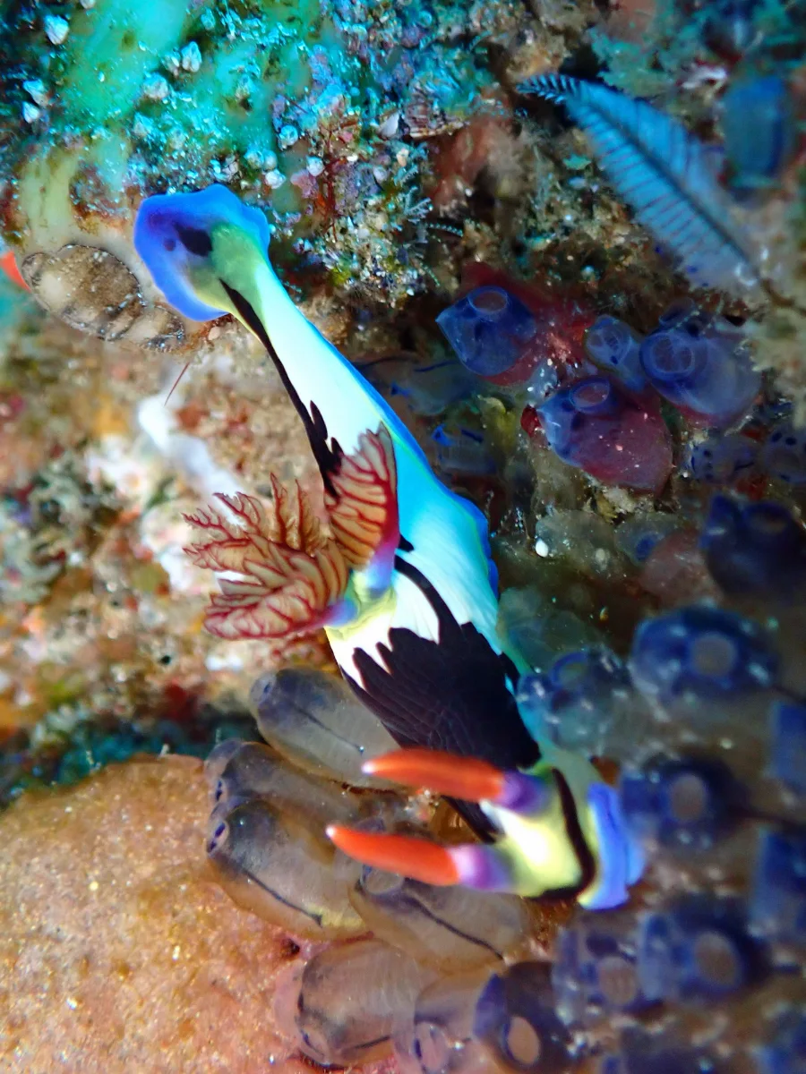 Nembrotha purpureolineata - Mozambique - Tofo