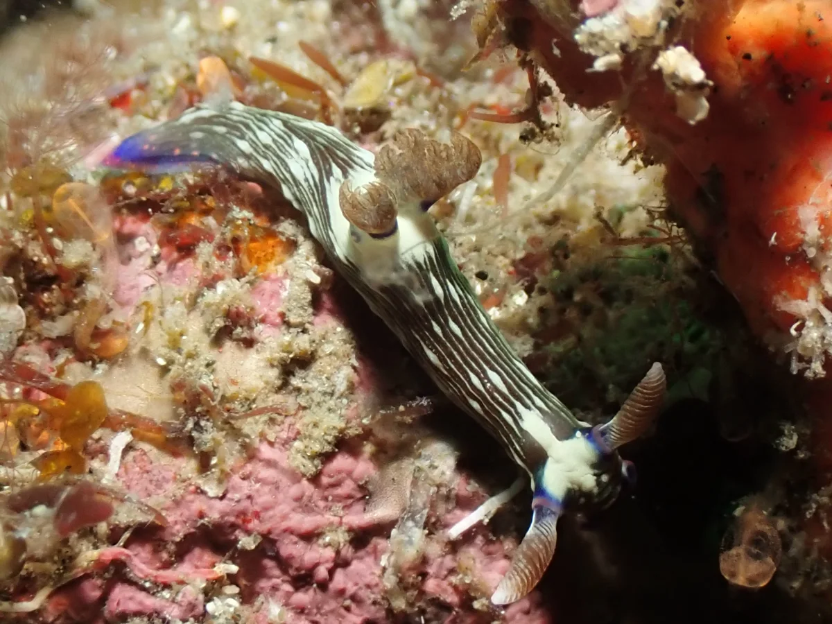 Nembrotha sp 5 - Indonesia - Lembeh