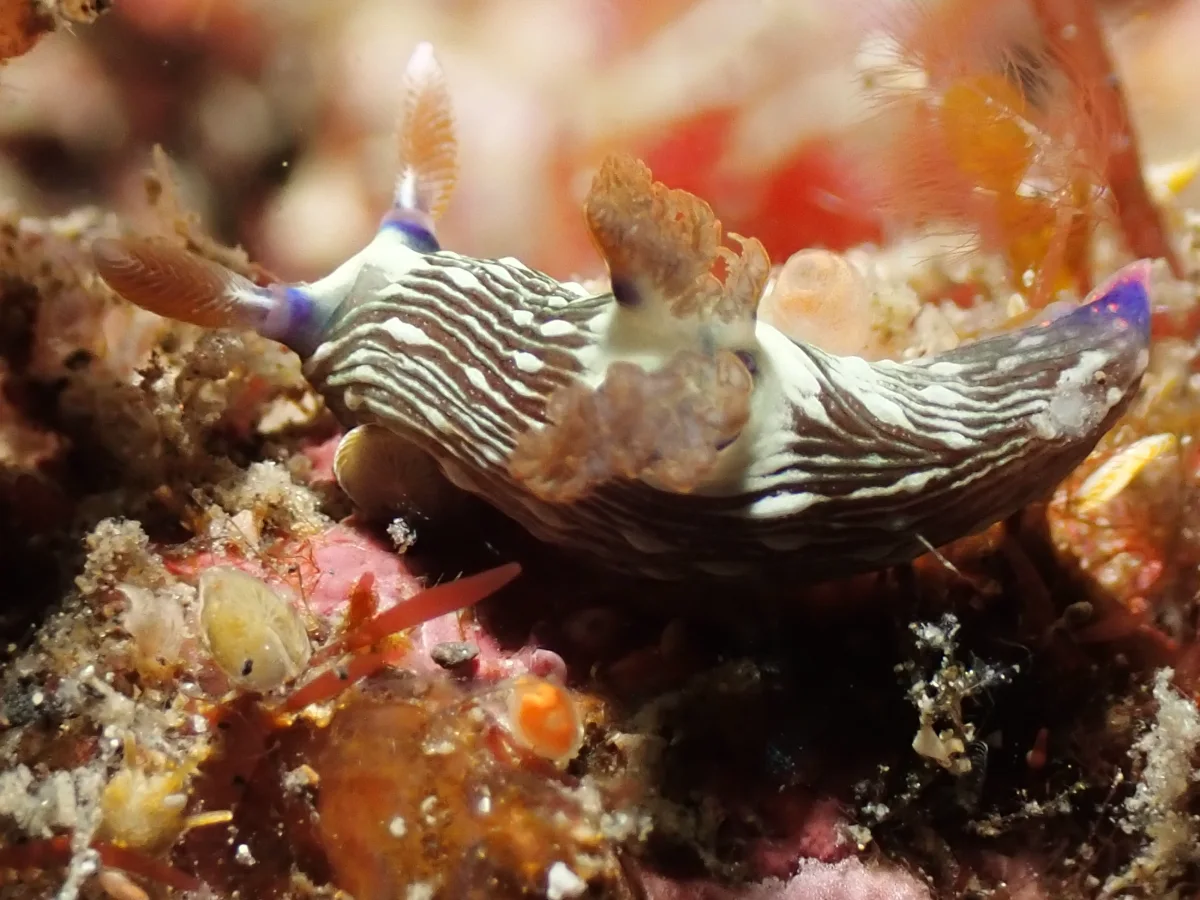 Nembrotha sp 5 - Indonesia - Lembeh