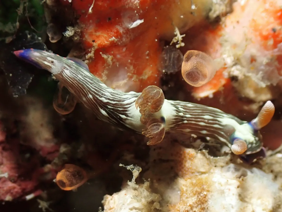 Nembrotha sp 5 - Indonesia - Lembeh