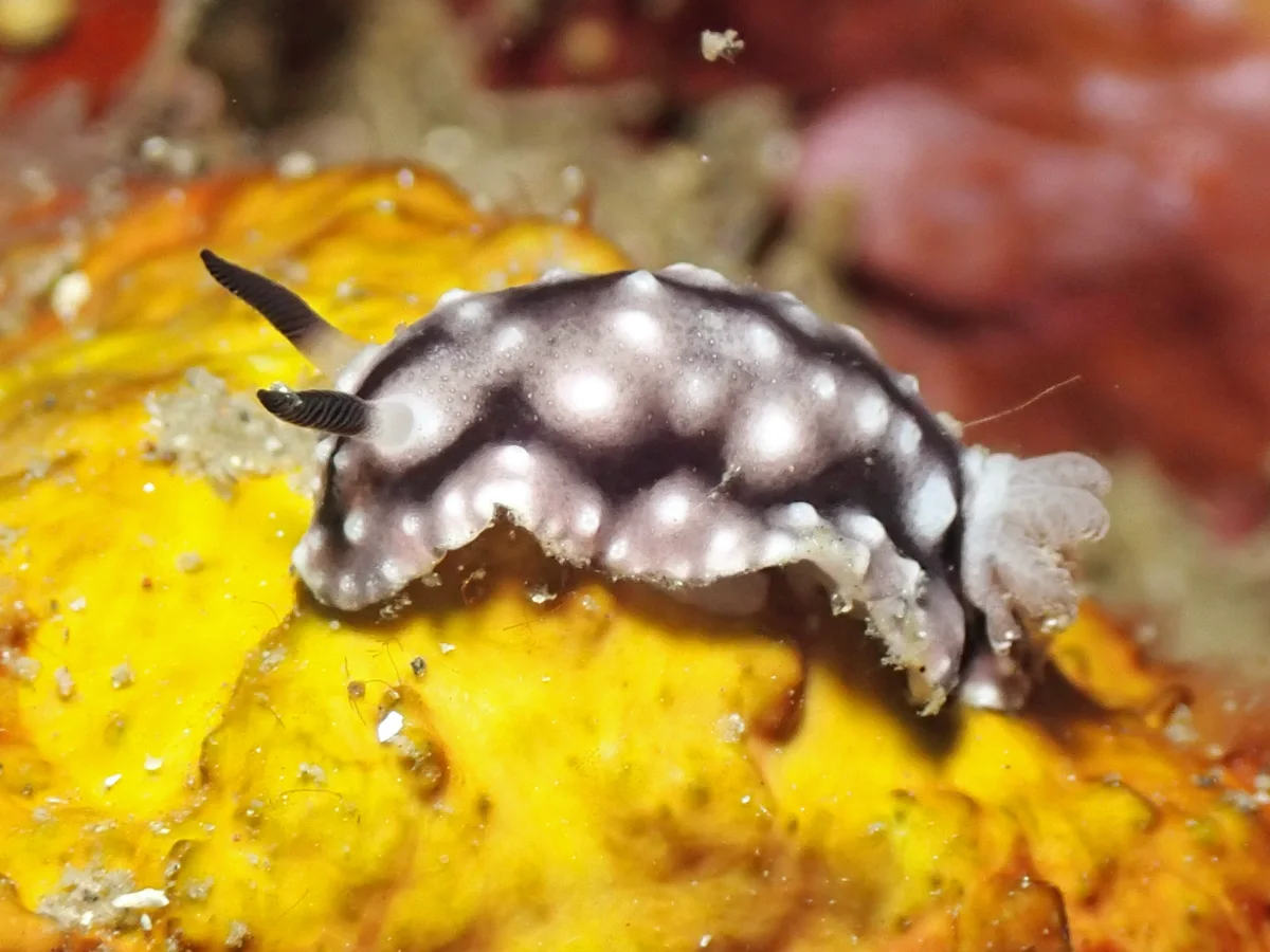 Paradoris liturata - Indonesia - Lembeh