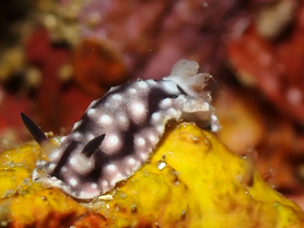 Paradoris liturata - Indonesia - Lembeh