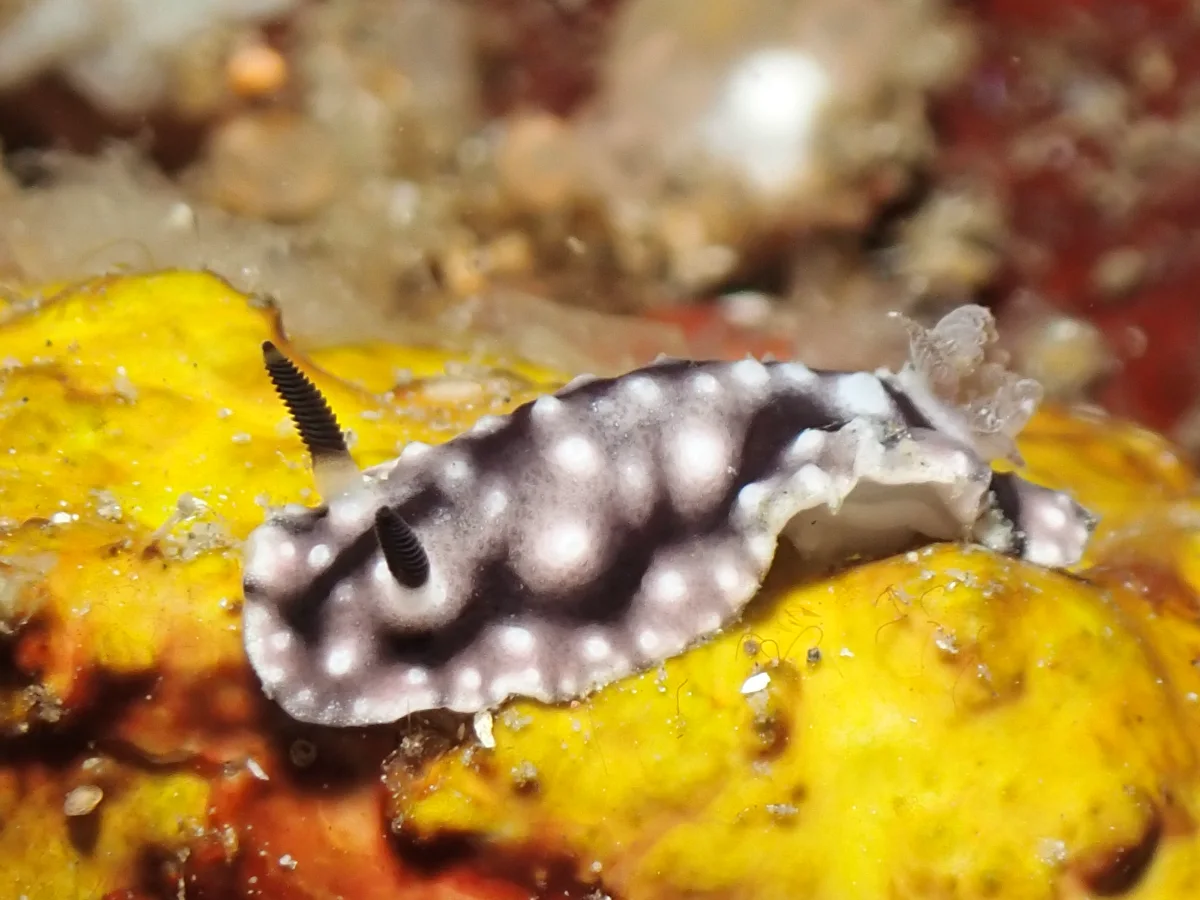 Paradoris liturata - Indonesia - Lembeh