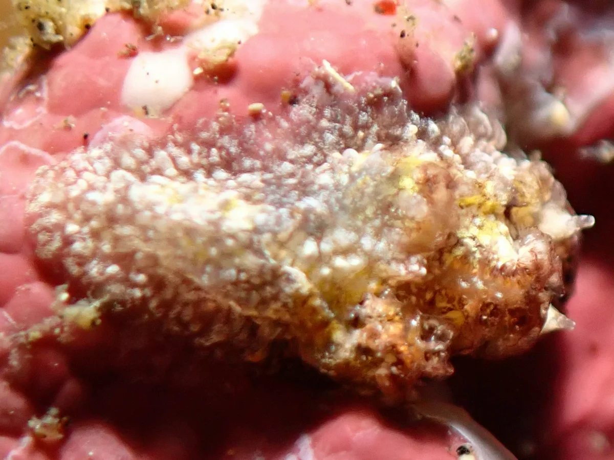 Pelagella albopunctata - Indonesia - Lembeh