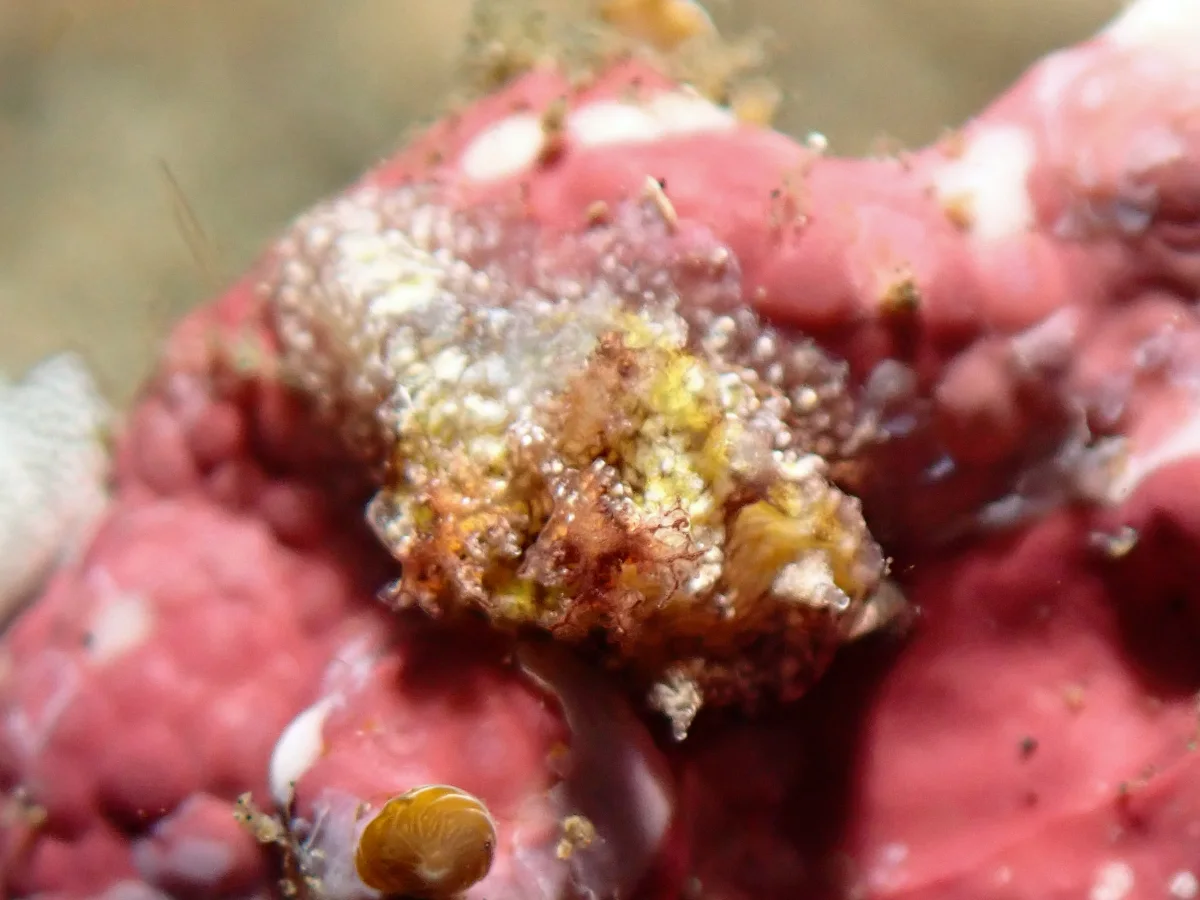 Pelagella albopunctata - Indonesia - Lembeh