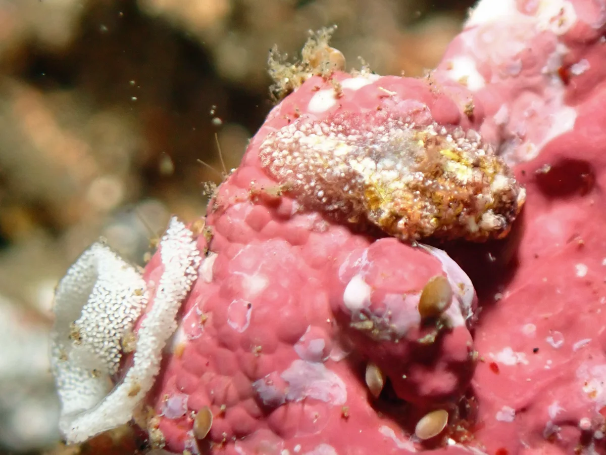 Pelagella albopunctata - Indonesia - Lembeh