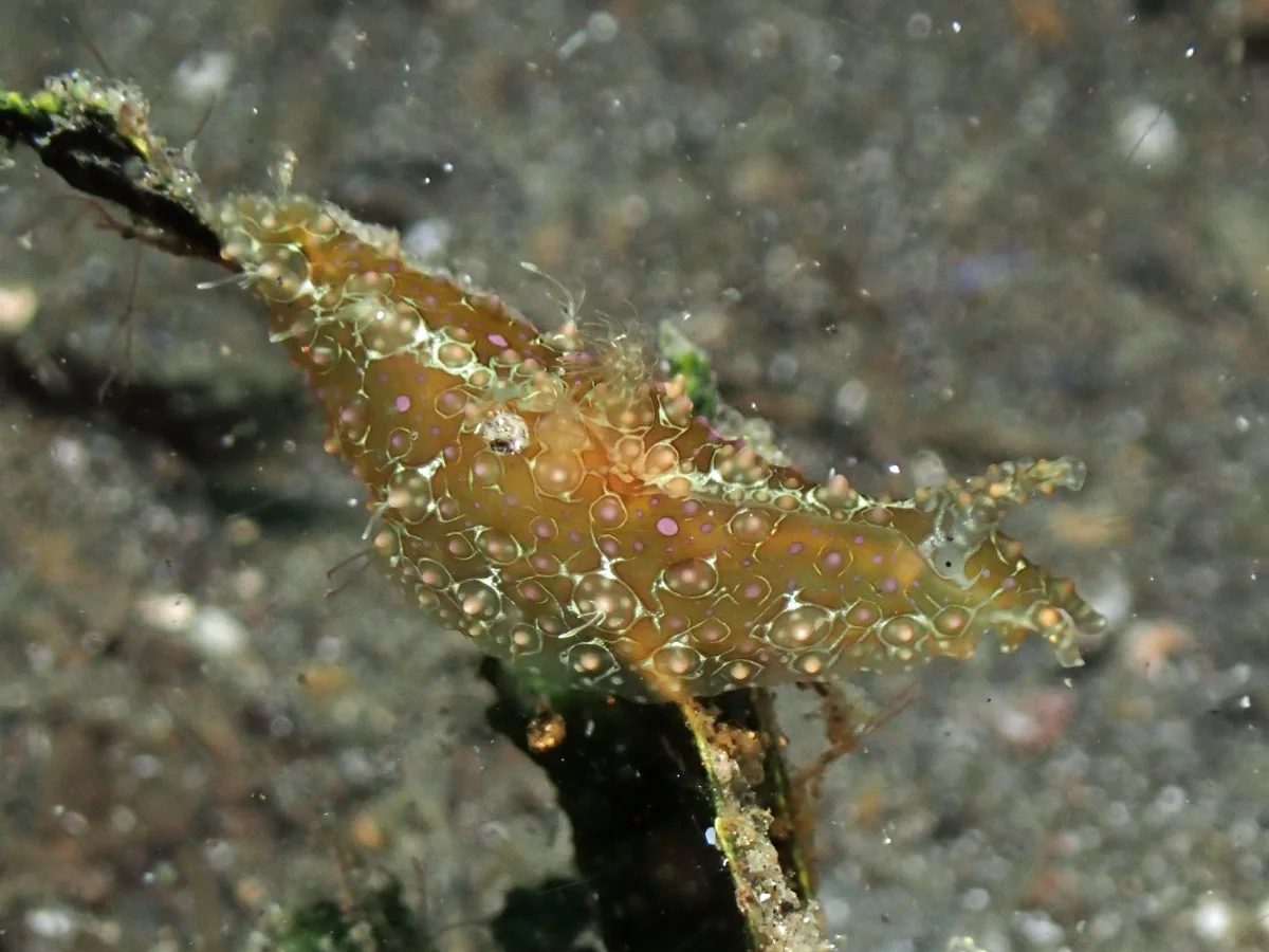 Petalifera ramosa - Indonesia - Lembeh