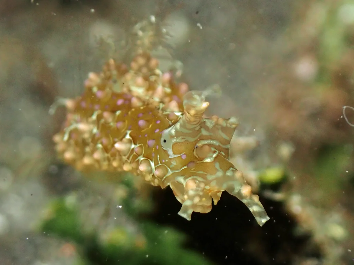 Petalifera ramosa - Indonesia - Lembeh
