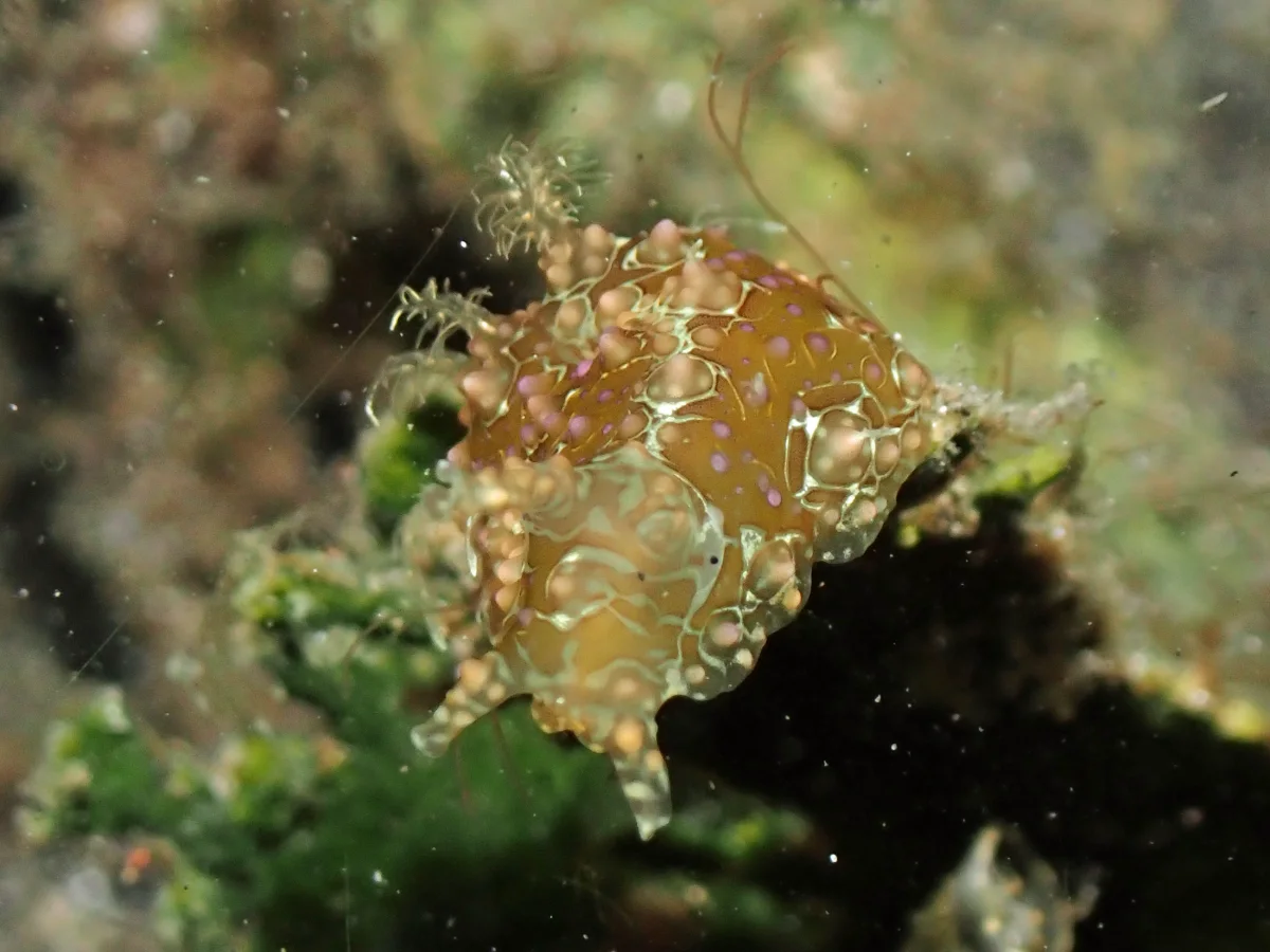 Petalifera ramosa - Indonesia - Lembeh