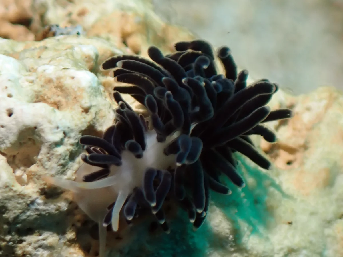 Phestilla melanobrachia - Philippines - Anilao
