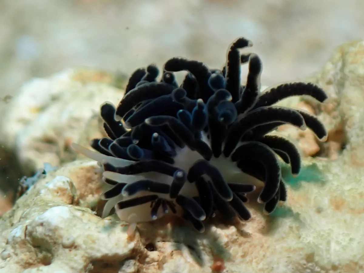 Phestilla melanobrachia - Philippines - Anilao