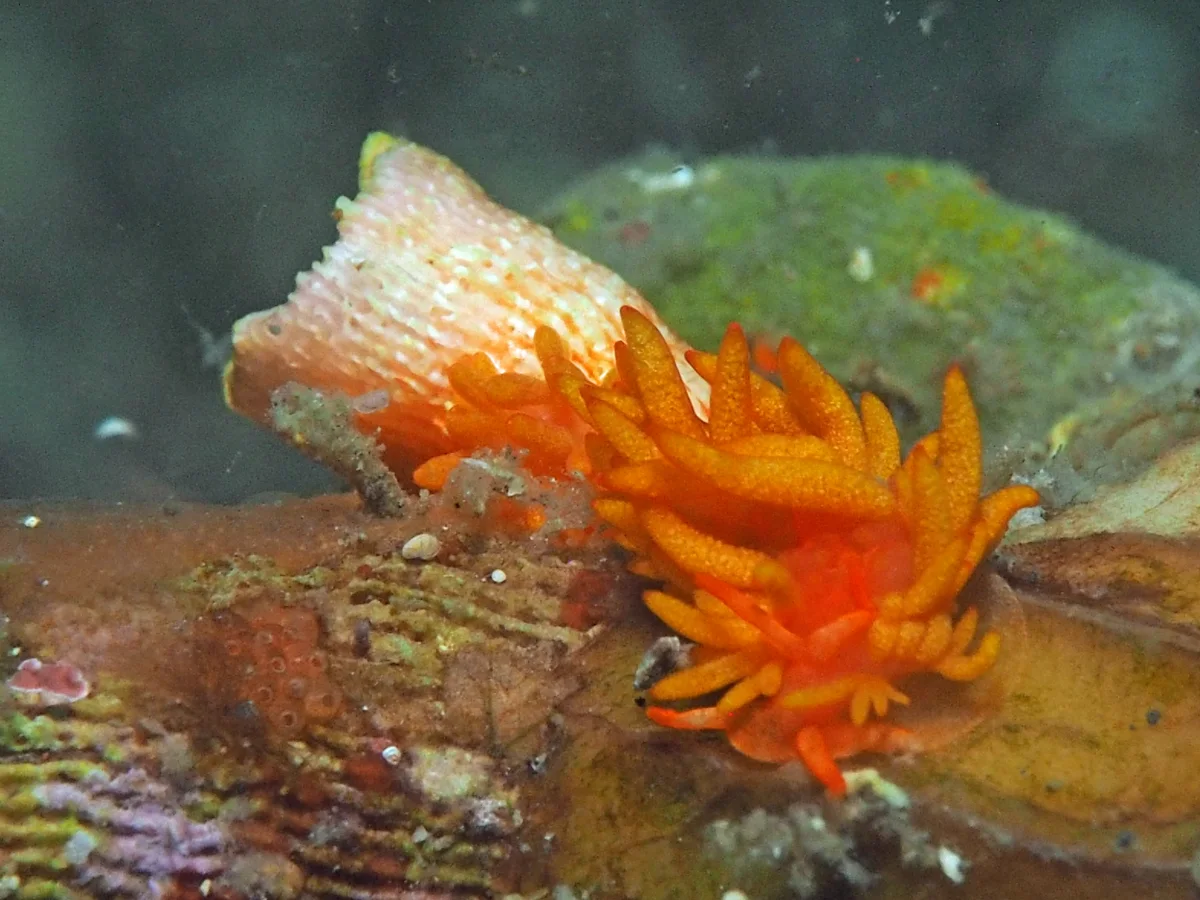 Phestilla melanobrachia - Indonesia - Lembeh
