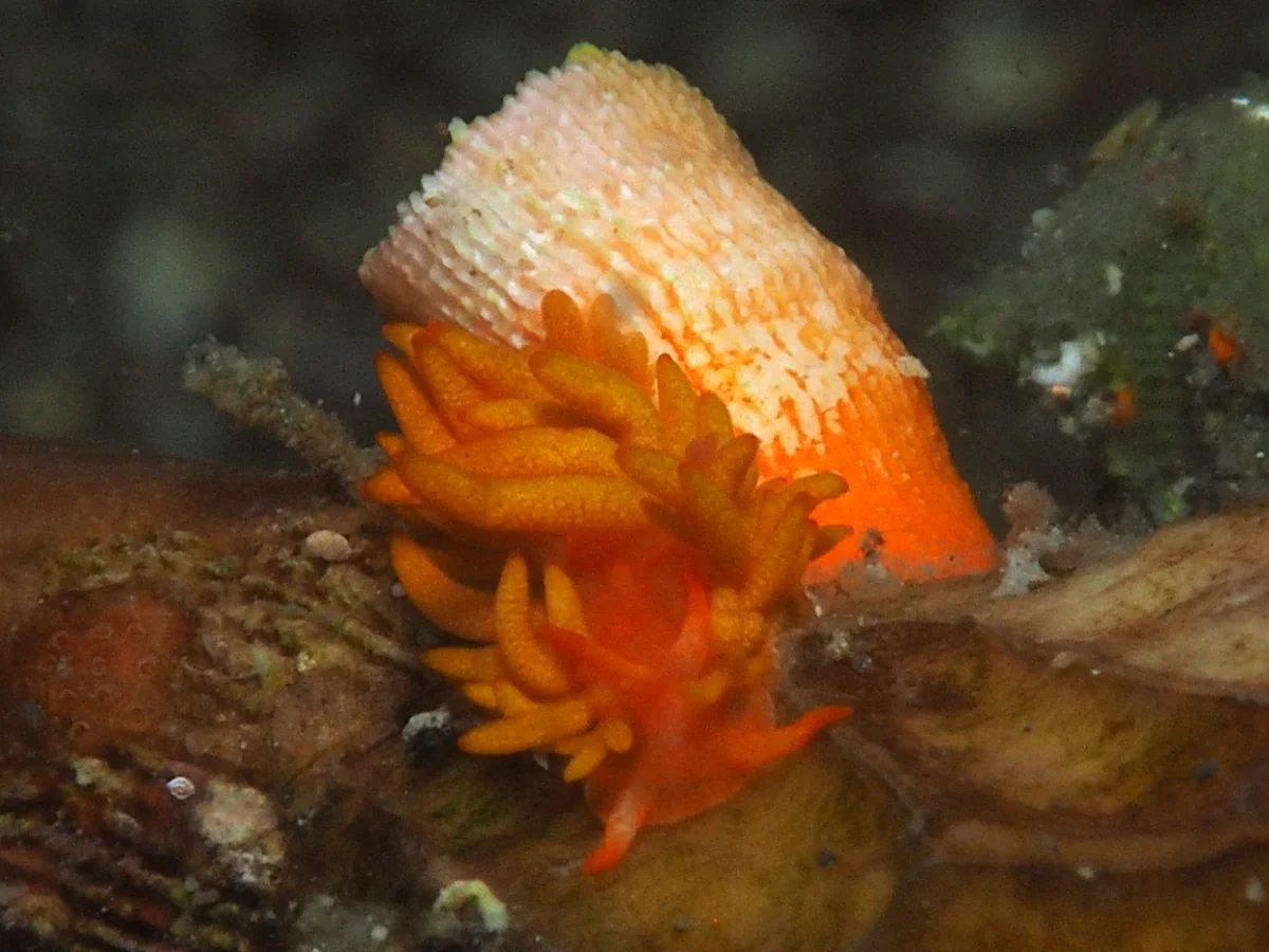 Phestilla melanobrachia - Indonesia - Lembeh