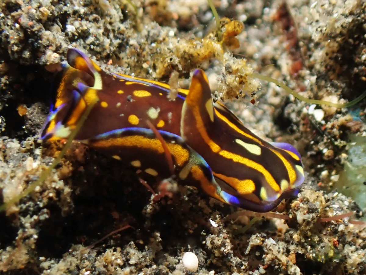 Philinopsis speciosa - Indonesia - Lembeh