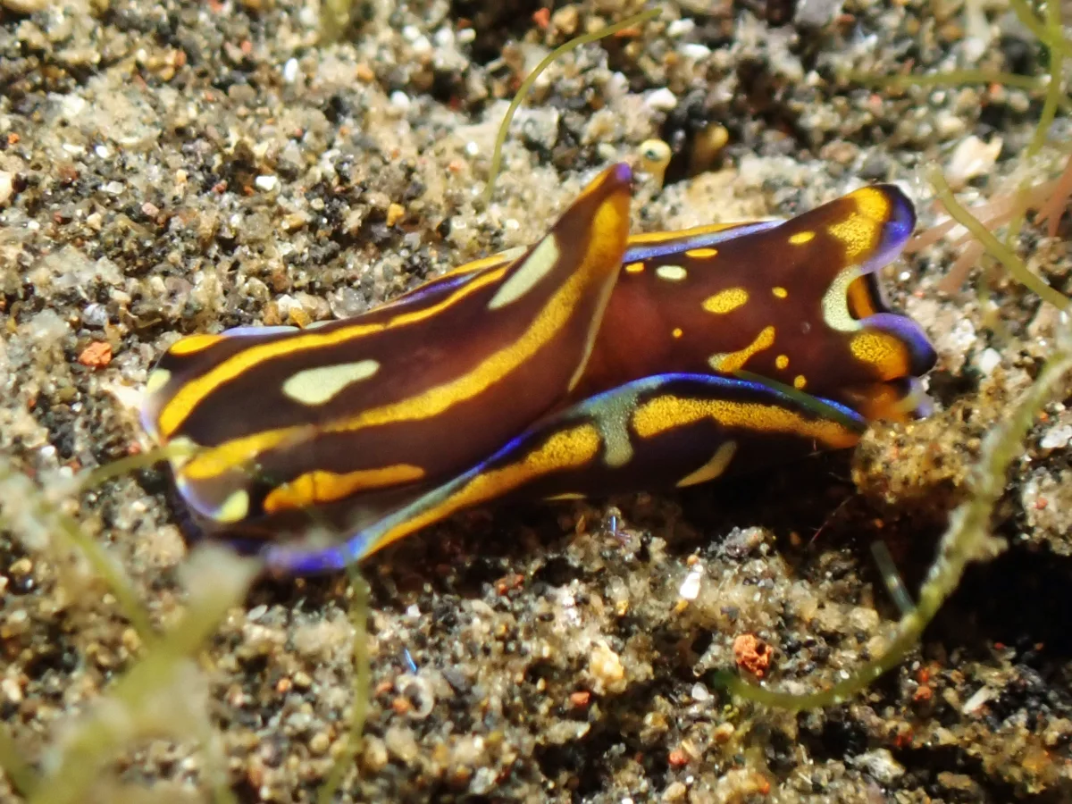 Philinopsis speciosa - Indonesia - Lembeh