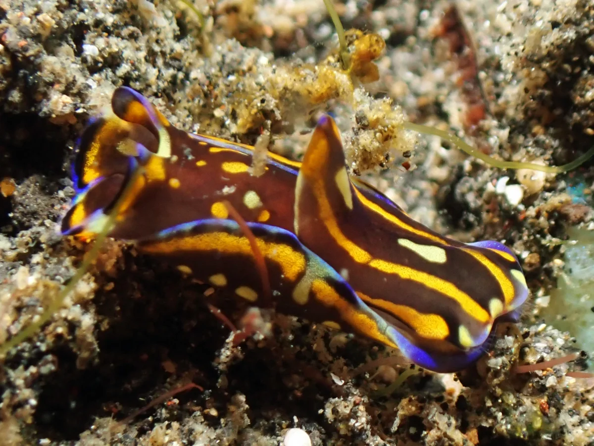 Philinopsis speciosa - Indonesia - Lembeh