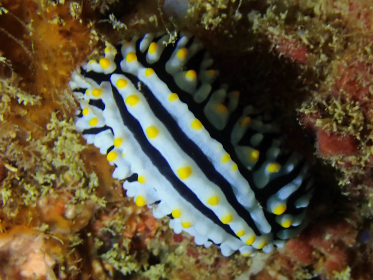 Phyllidia alyta - Mozambique - Inhambane