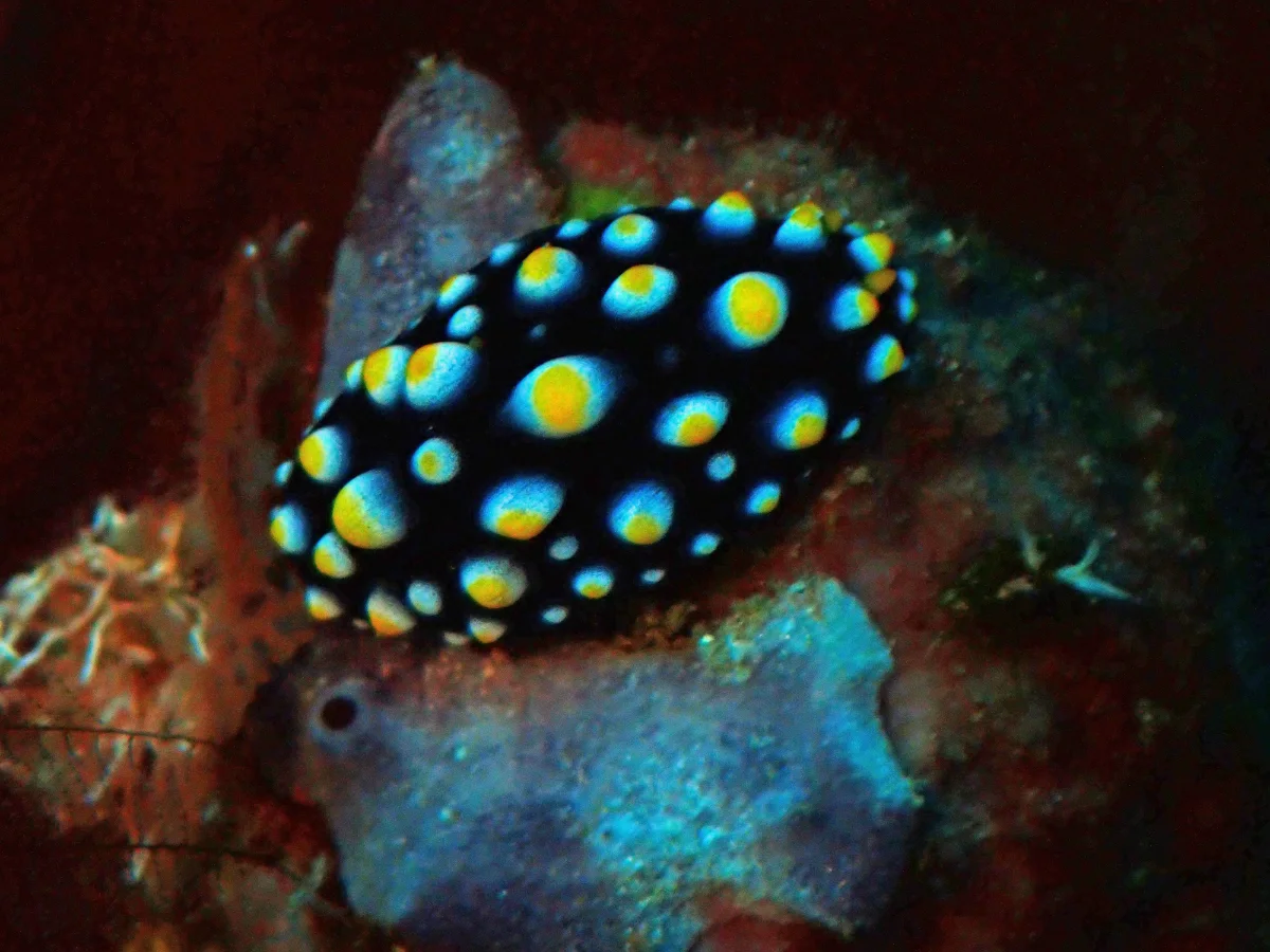 Phyllidia carlsonhoffi - Indonesia - Raja Ampat