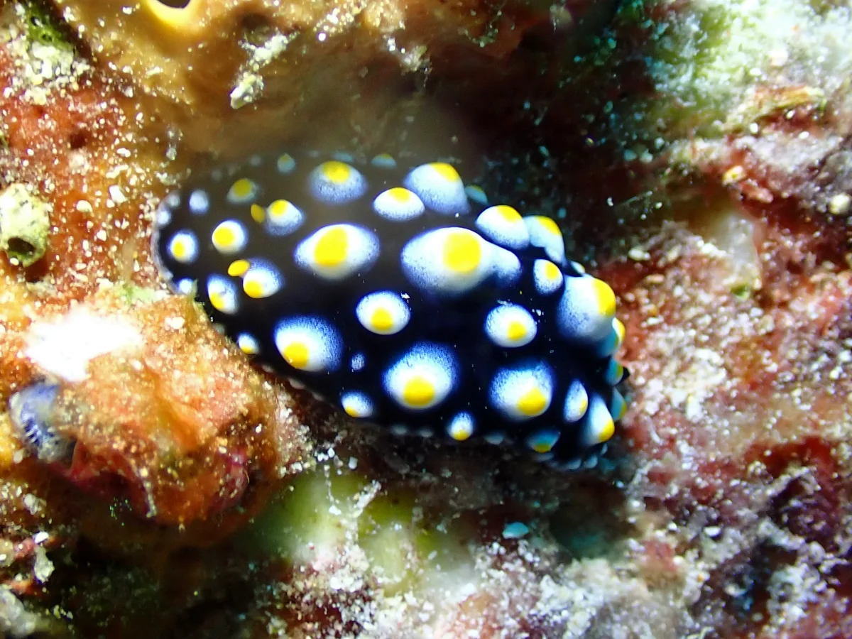 Phyllidia carlsonhoffi - Indonesia - Raja Ampat