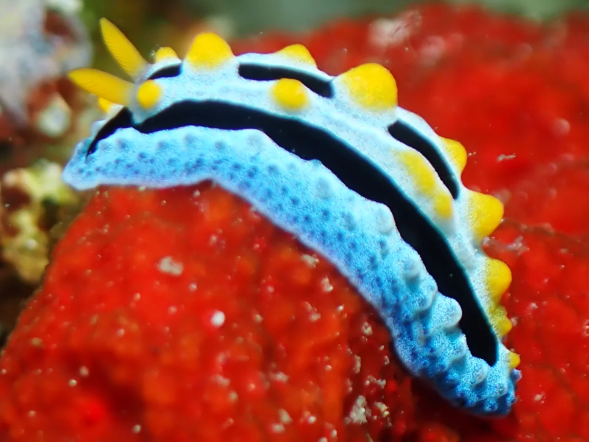 Phyllidia coelestis - Philippines - Anilao