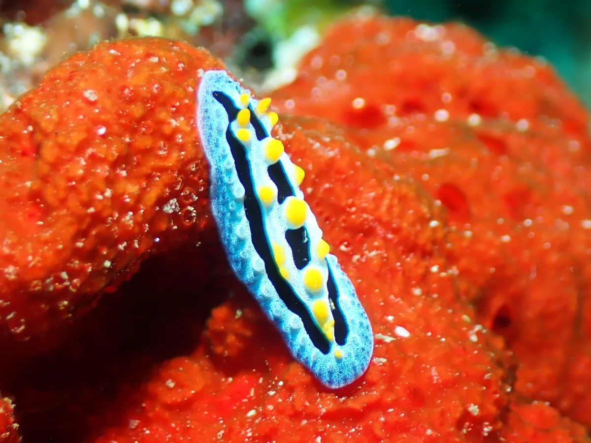 Phyllidia coelestis - Philippines - Anilao