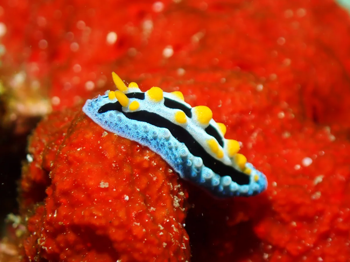 Phyllidia coelestis - Philippines - Anilao