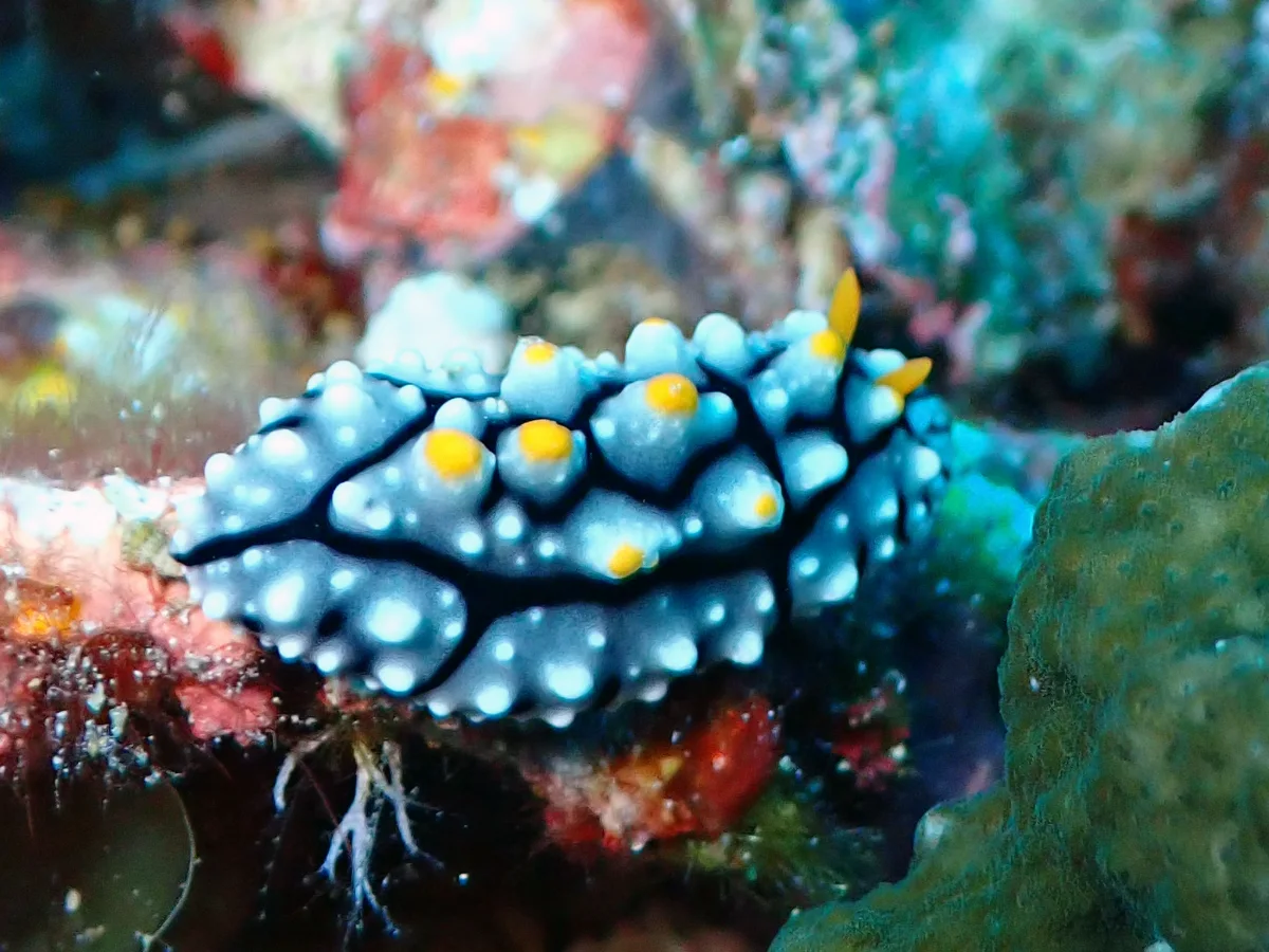 Phyllidia elegans - Indonesia - Raja Ampat