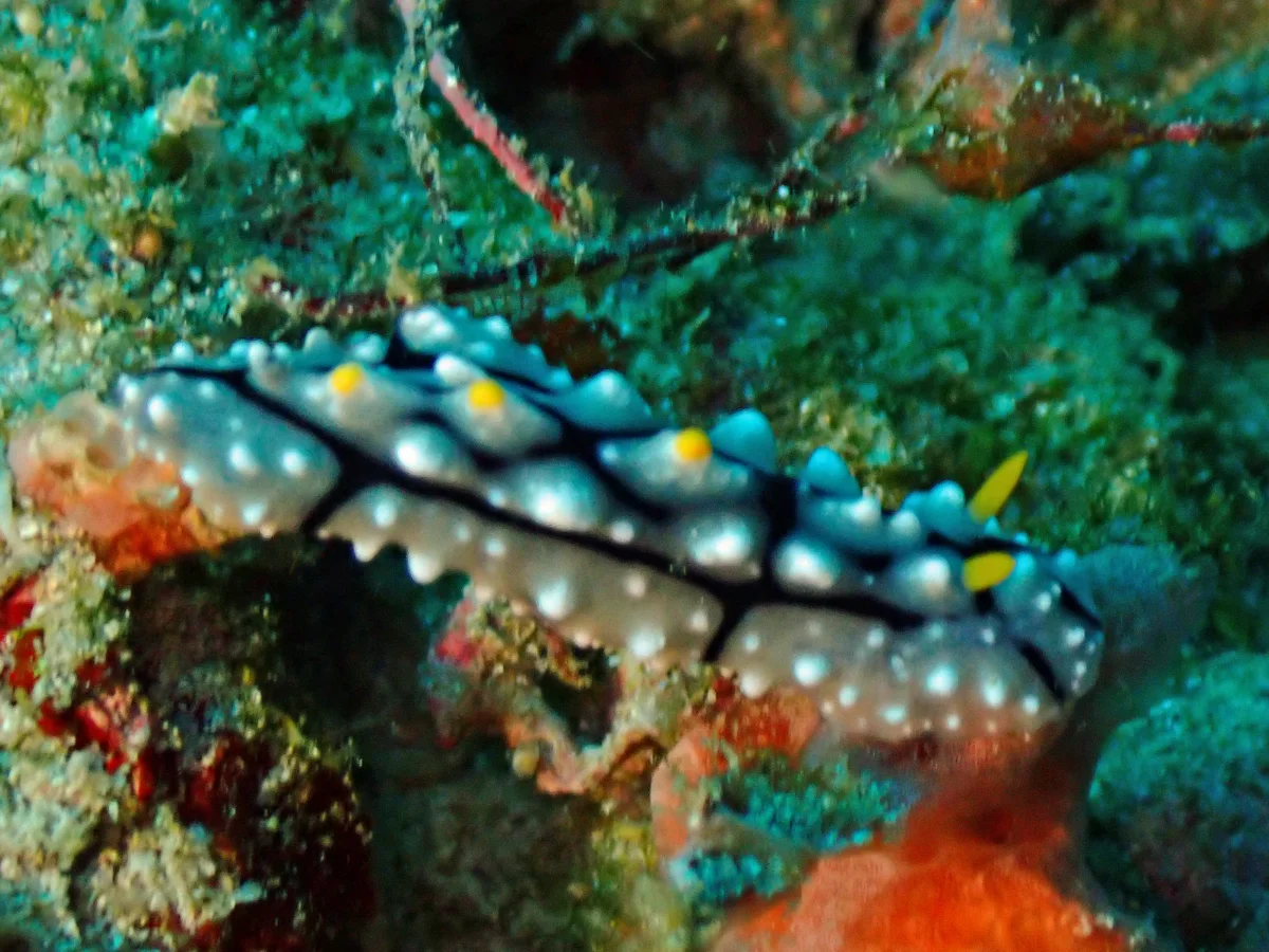 Phyllidia elegans - Indonesia - Raja Ampat