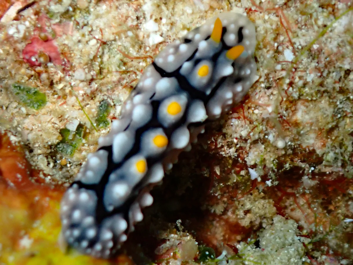 Phyllidia elegans - Indonesia - Raja Ampat