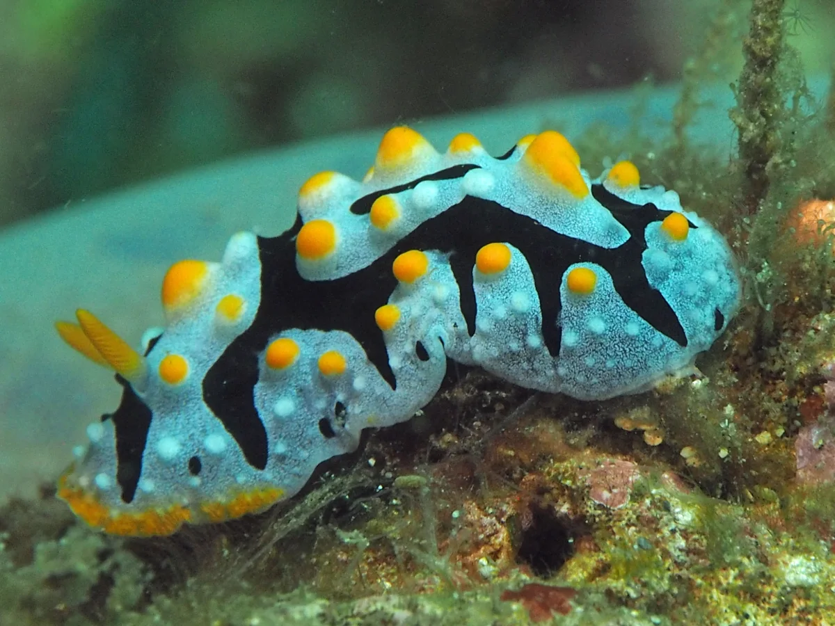 Phyllidia exquisita - Indonesia - Lembeh