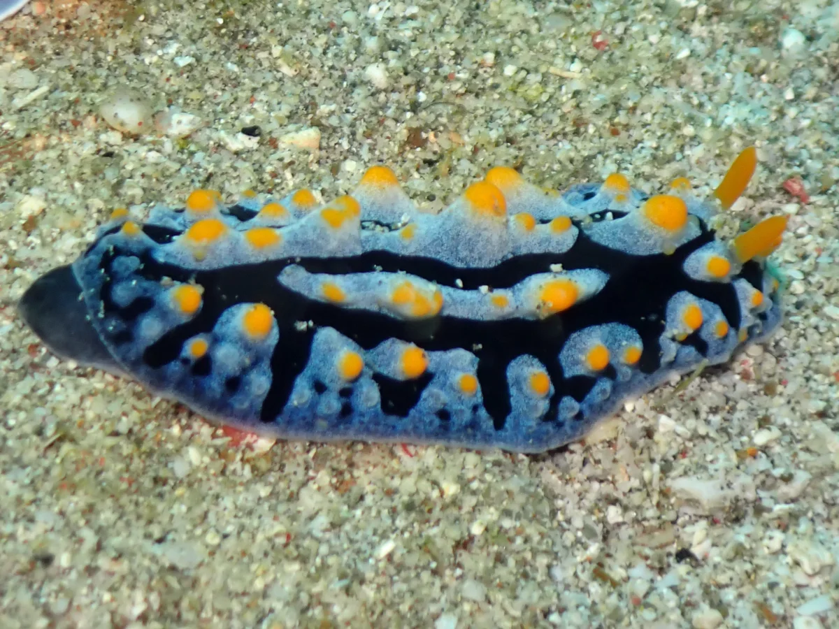 Phyllidia haegeli - Philippines - Anilao