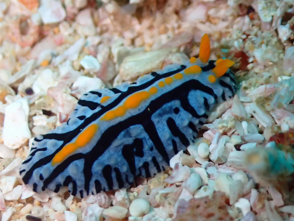 Phyllidia marindica - Mozambique - Tofo