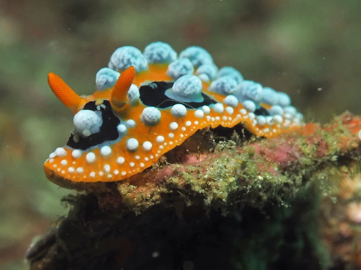 Phyllidia ocellata - Indonesia - Lembeh