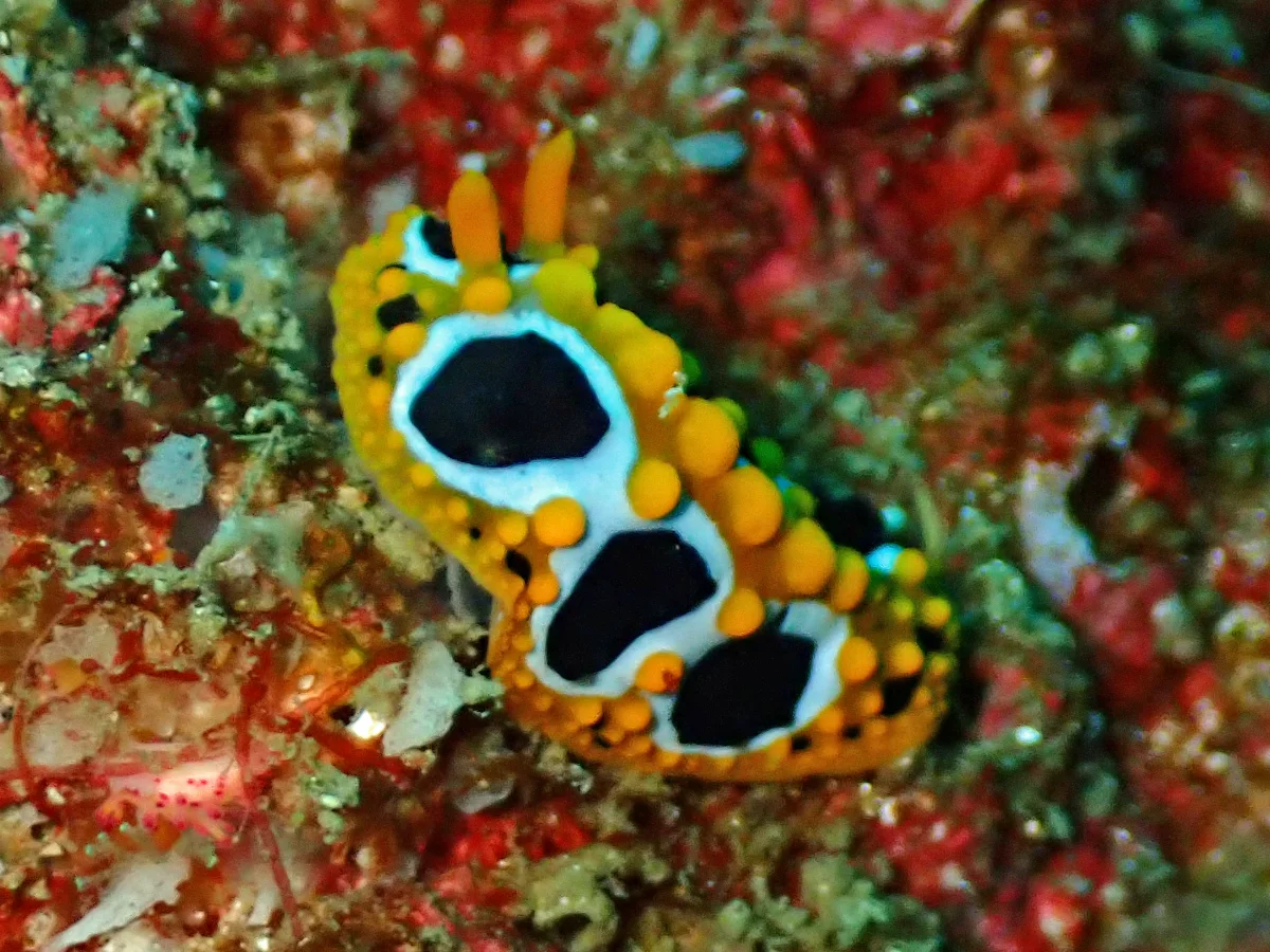 Phyllidia ocellata - Mozambique - Tofo