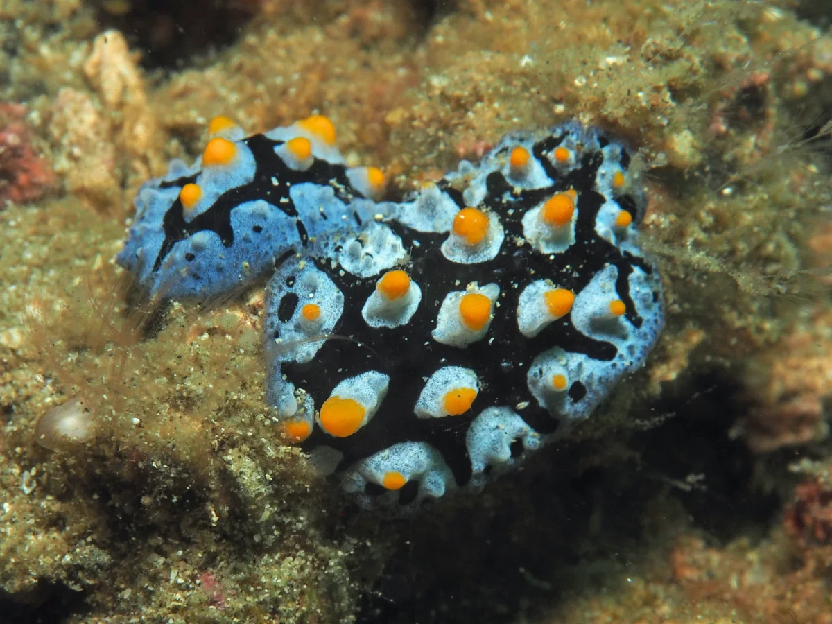 Phyllidia picta - Indonesia - Lembeh