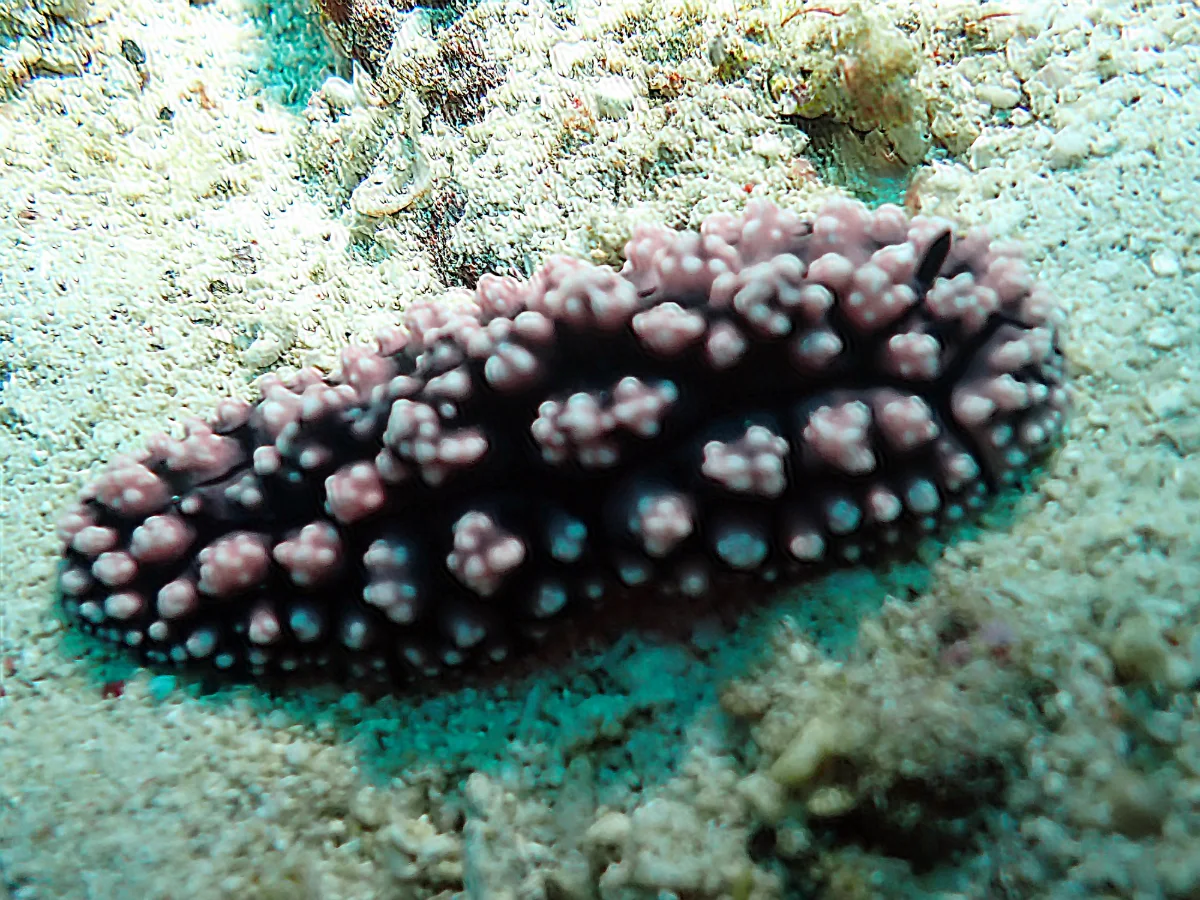 Phyllidiella nigra - Philippines - Anilao