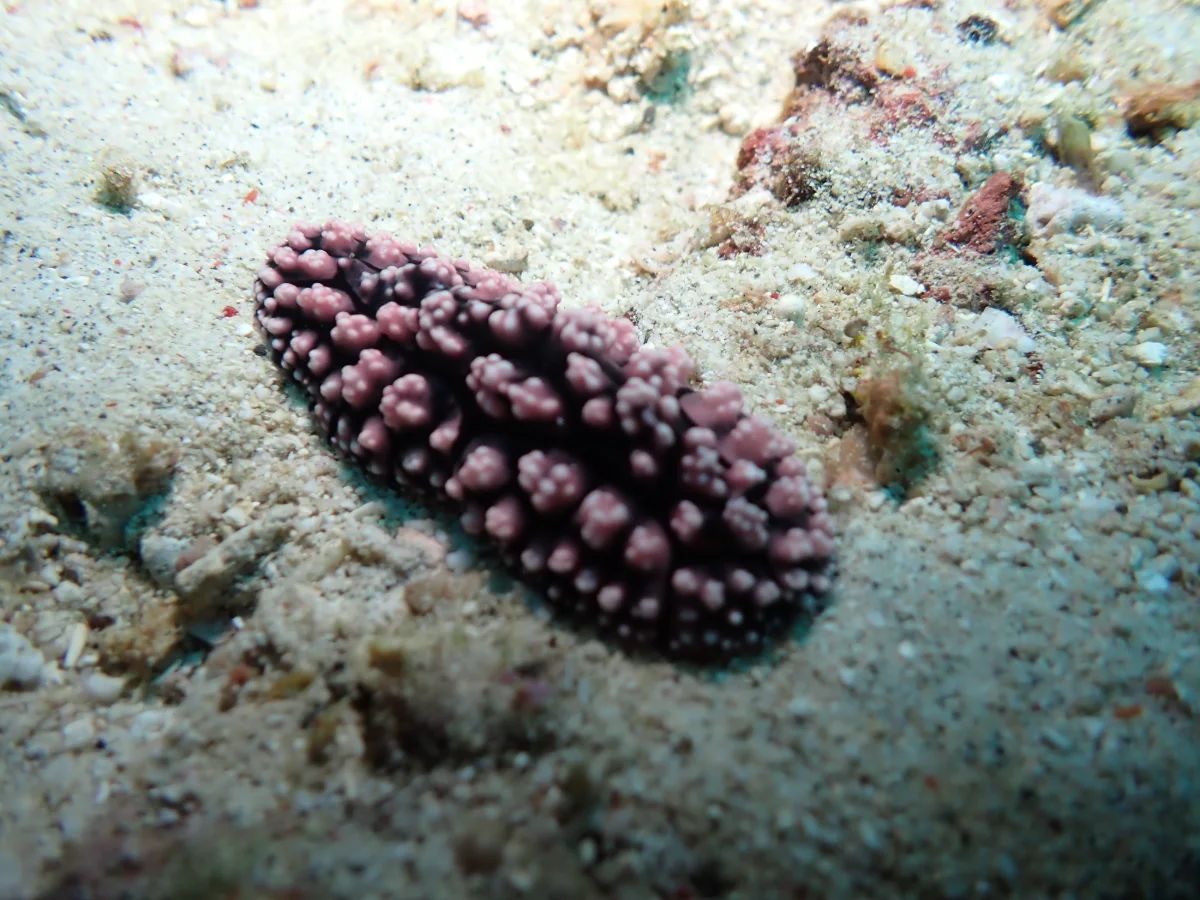 Phyllidiella nigra - Philippines - Anilao
