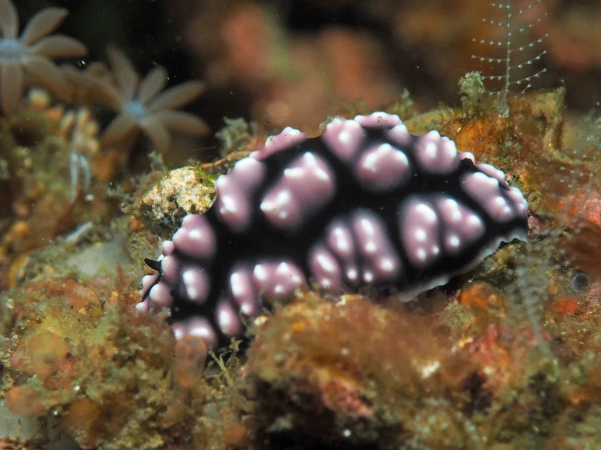 Phyllidiella pustulosa - Indonesia - Lembeh