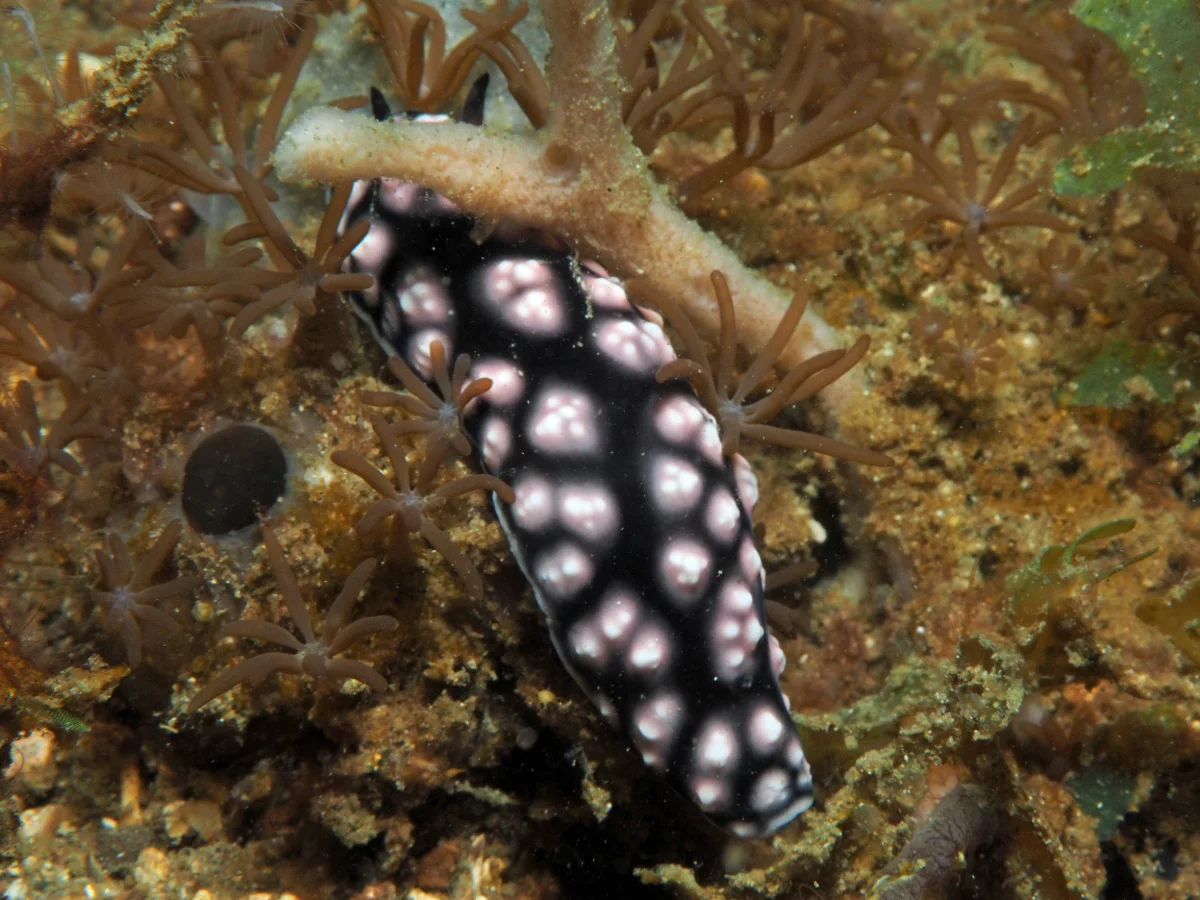 Phyllidiella pustulosa - Indonesia - Lembeh