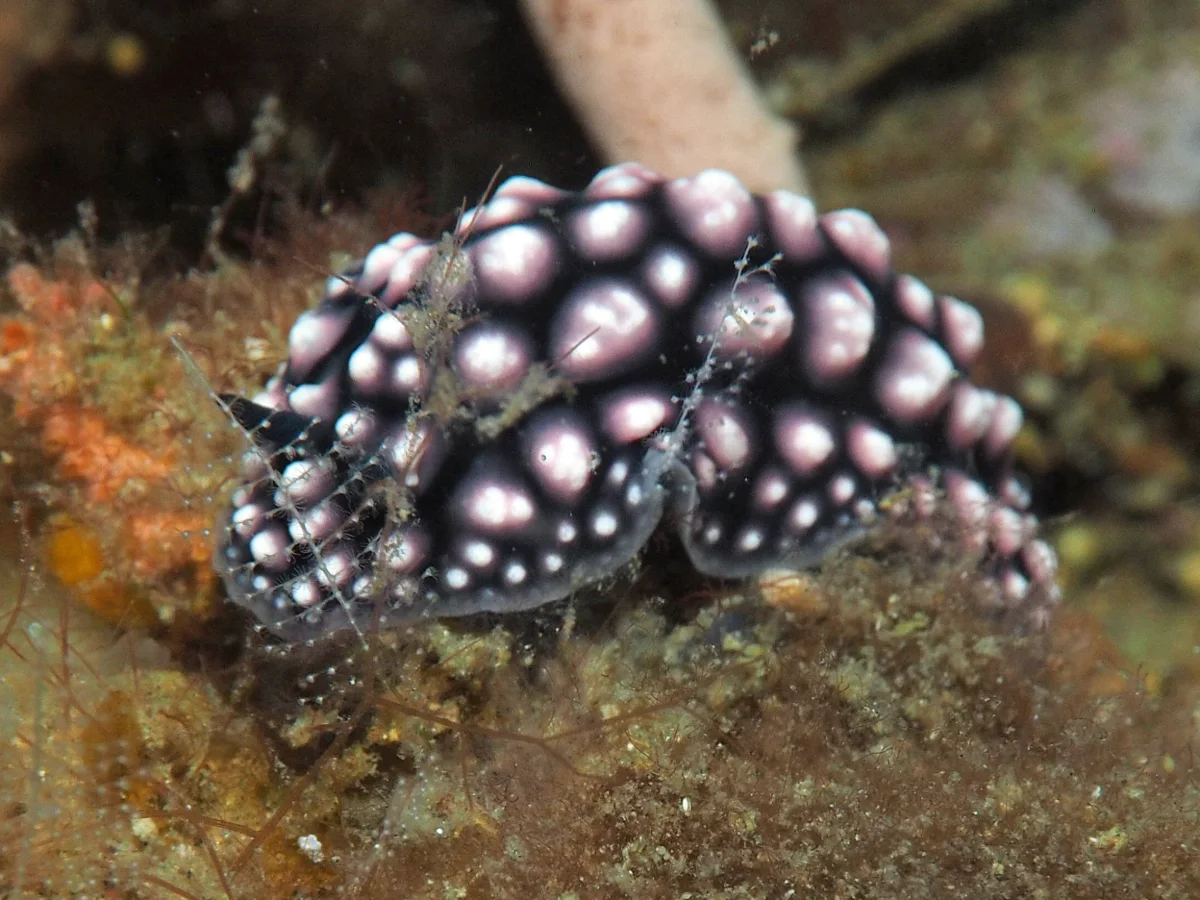 Phyllidiella pustulosa - Indonesia - Lembeh