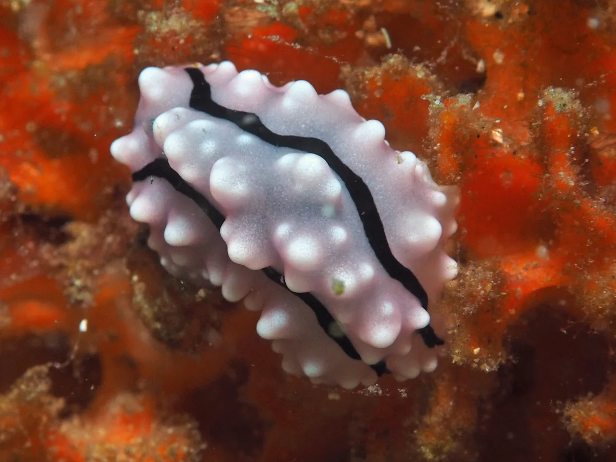Phyllidiella rudmani - Indonesia - Lembeh