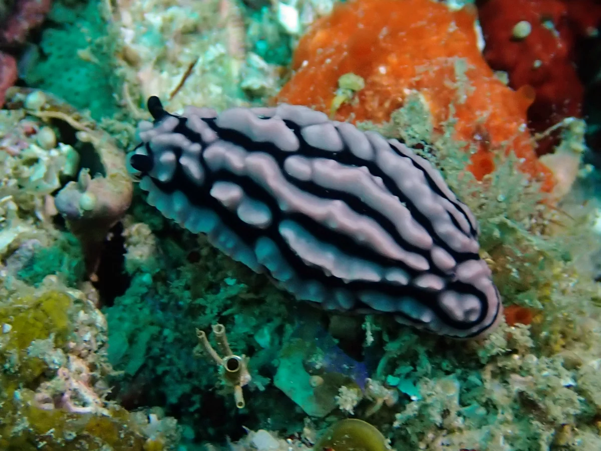 Phyllidiella zeylanica - Mozambique - Inhambane