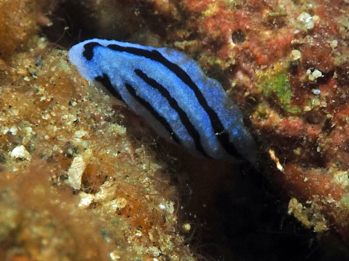 Phyllidiopsis annae - Indonesia - Lembeh