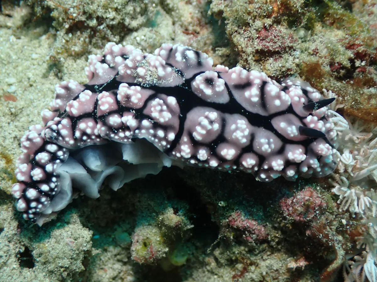 Phyllidiopsis krempfi - Philippines - Anilao