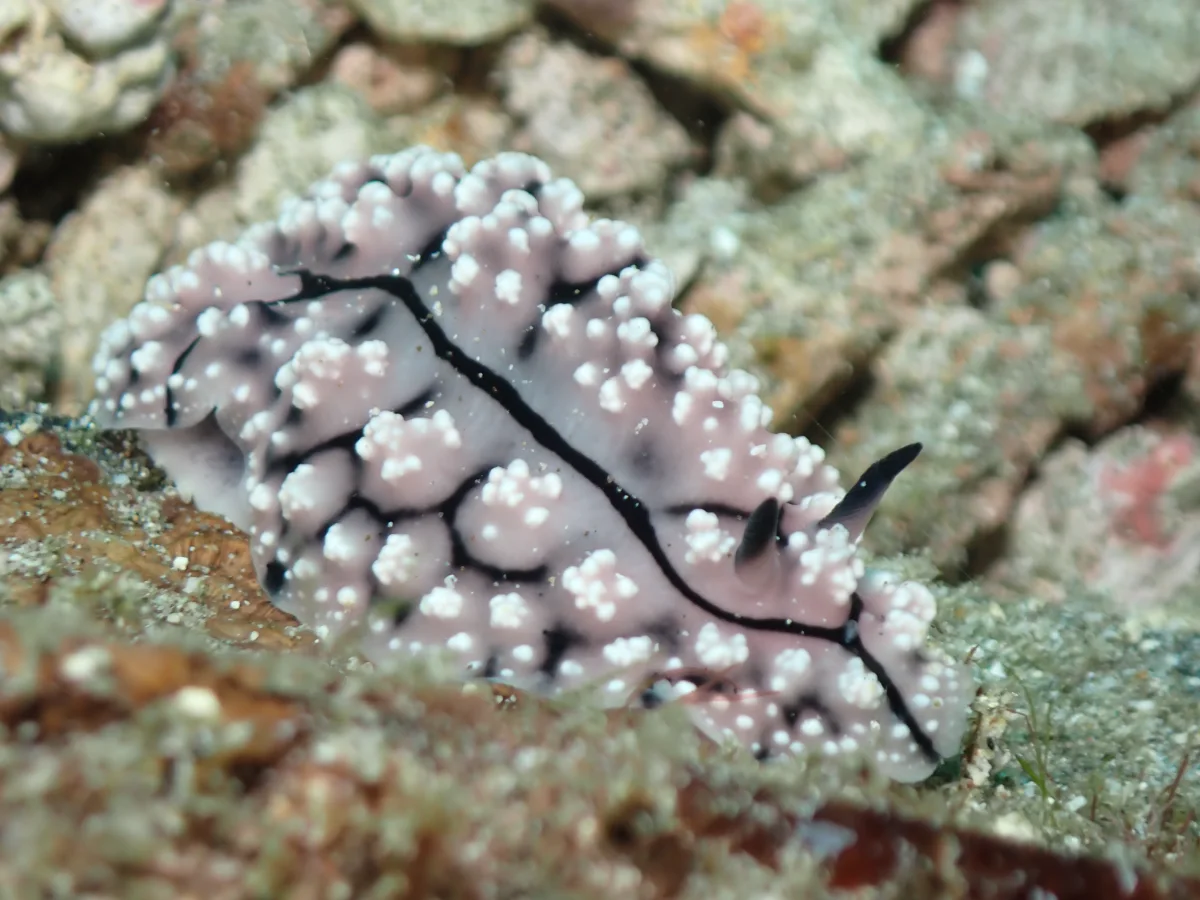 Phyllidiopsis krempfi - Philippines - Anilao