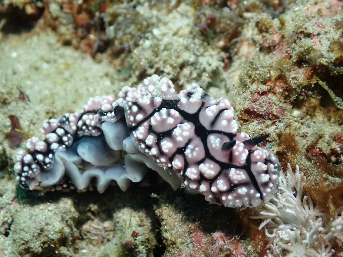 Phyllidiopsis krempfi - Philippines - Anilao