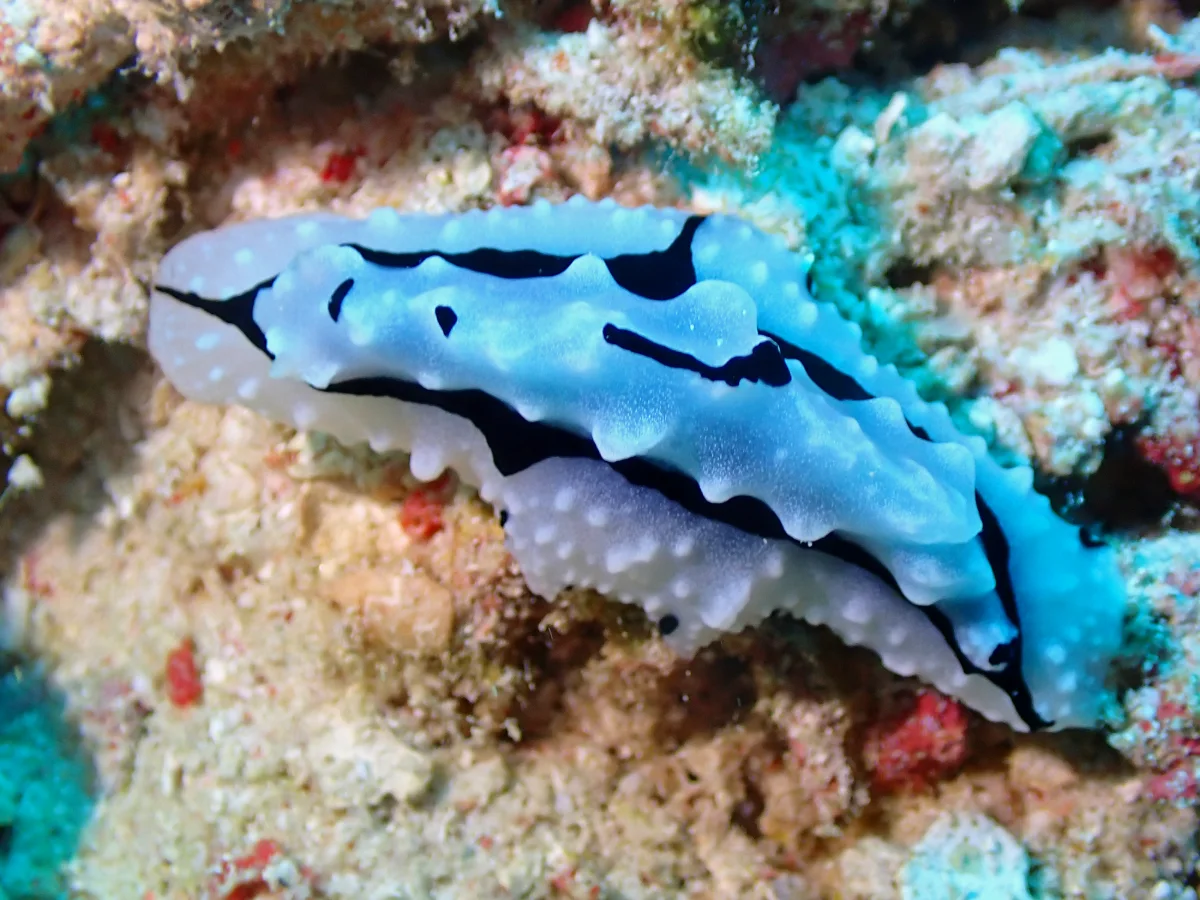 Phyllidiopsis shireenae - Indonesia - Raja Ampat