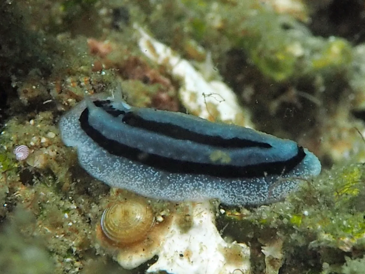 Phyllidiopsis xishaensis