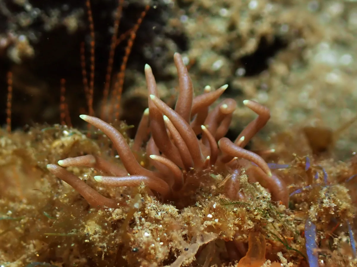 Phyllodesmium briareum - Indonesia - Ambon