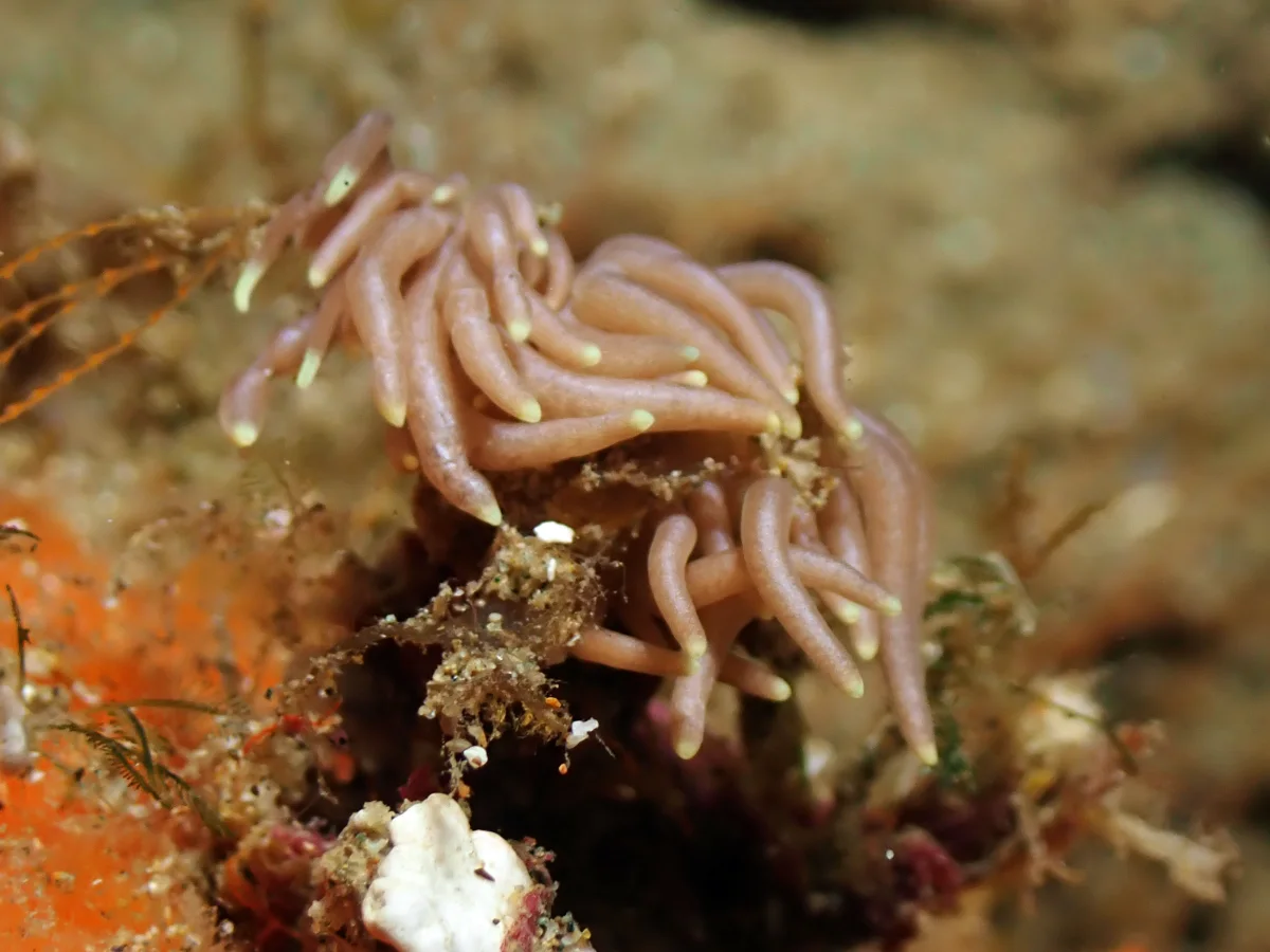 Phyllodesmium briareum - Indonesia - Ambon